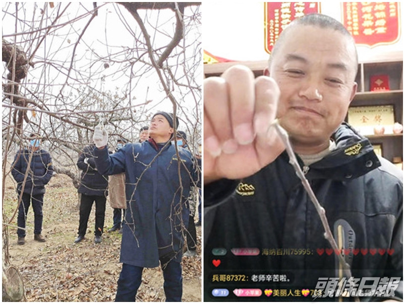 江蘇徐州一名43歲果農,在直播平台分享果樹種植的經驗。網圖