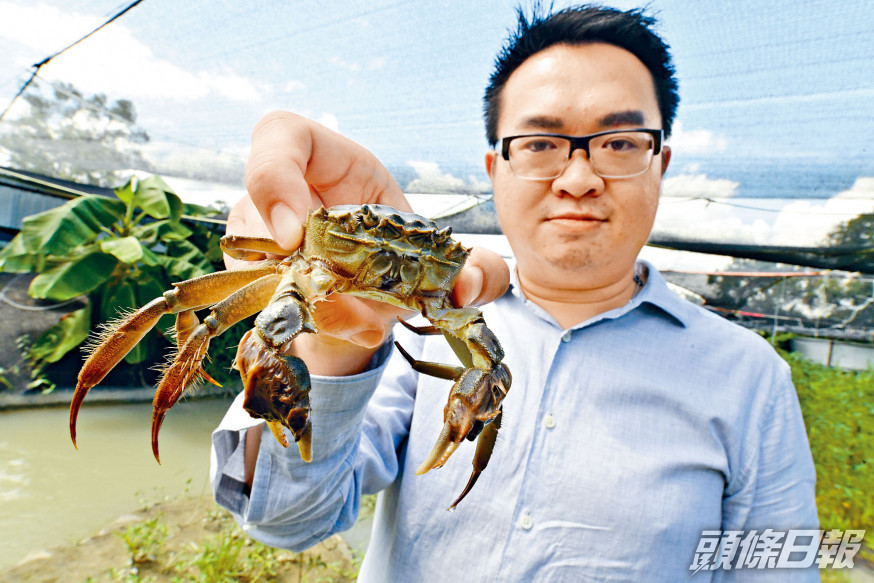 陳式立表示,將傳統魚塘設計改良,港產大閘蟹產量可大為提升。