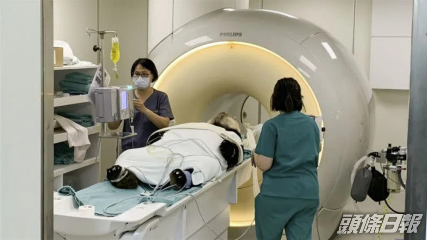 「團團」接受MRI檢查。台北市立動物園fb