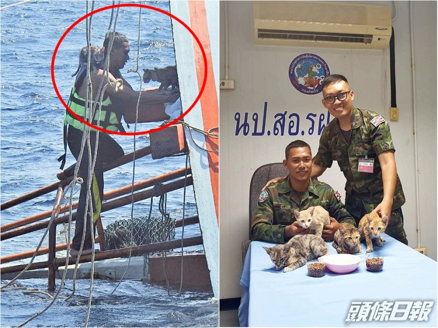 泰國一名水兵目賭4隻小貓被困後,隨即跳海進行救援。網圖