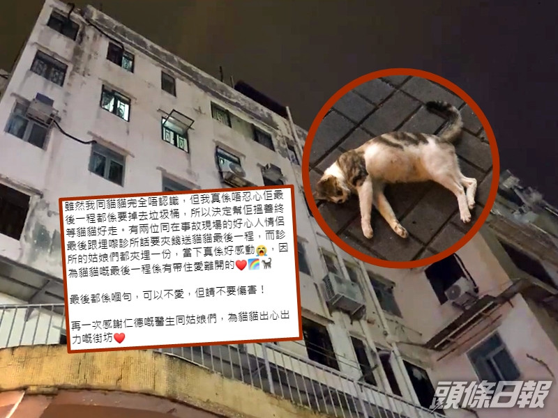 大埔一隻小貓疑遭高空摔下樓死亡,多名善心街坊夾錢助牠善終。Facebook「黃兆健 Siu-Kin Wong」直播影片截圖