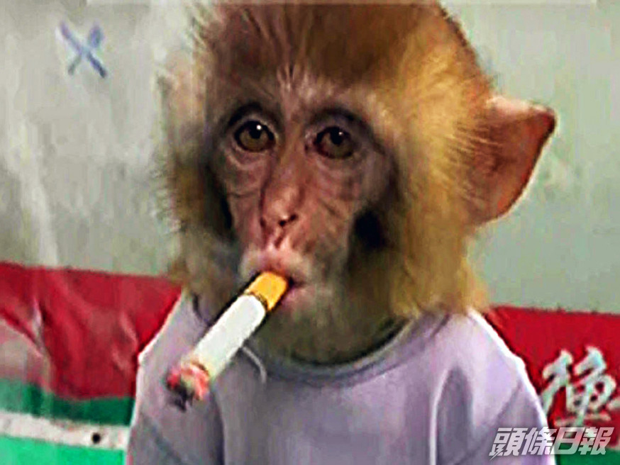 動物園發布幼猴抽煙影片挨轟,園方辯稱擺拍。