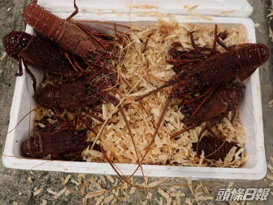 人員撿獲26箱走私貨物,包括龍蝦及懷疑受管制龍吐珠魚苗,市值共約29萬港元。警方圖片