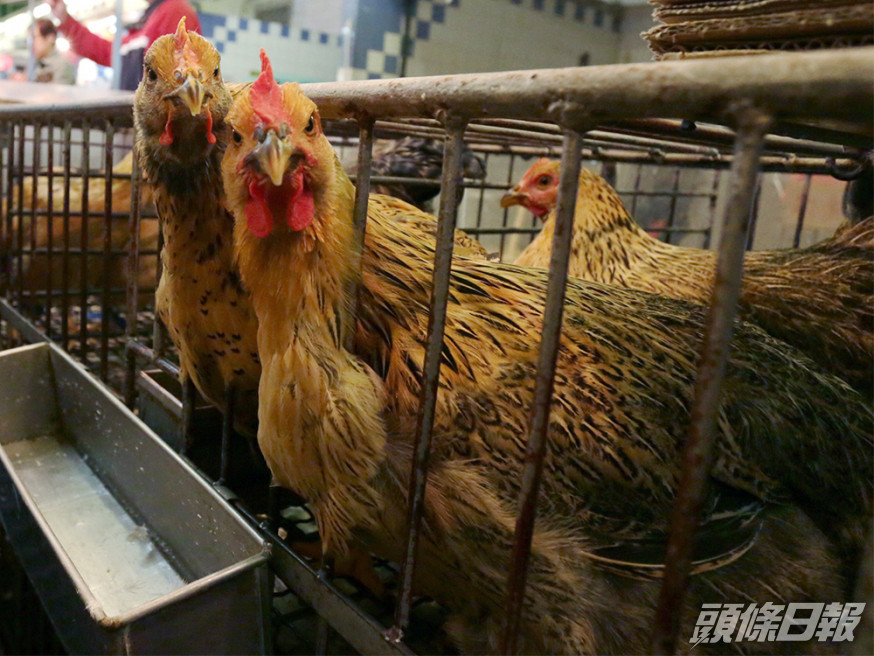 波蘭、德國及英國爆H5N8禽流感。資料圖片