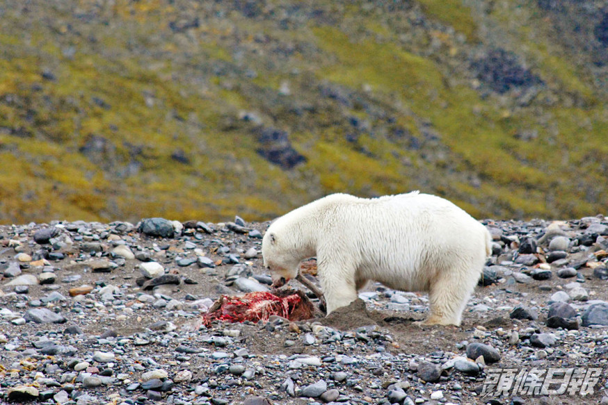 北極熊捕食馴鹿場面曝光