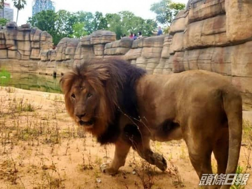 西班牙巴塞羅那動物園的四隻獅子新冠檢測呈陽性。（網圖）