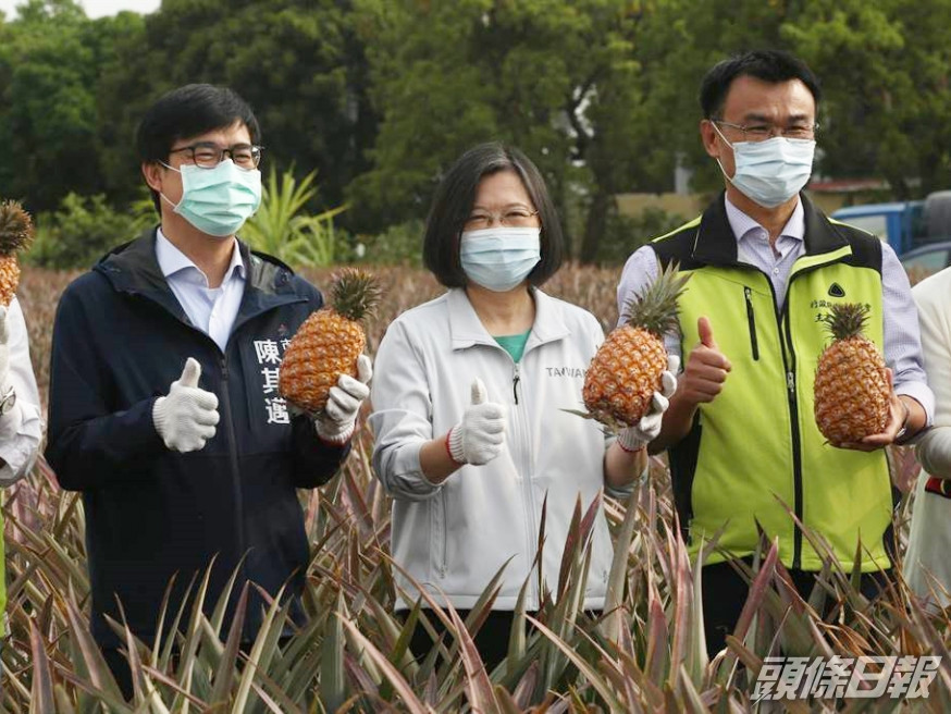 蔡英文(中)今天走訪高雄市大樹區鳳梨產銷班。網圖