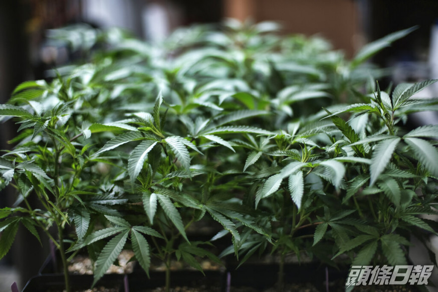 美國眾議院通過大麻合法化。AP