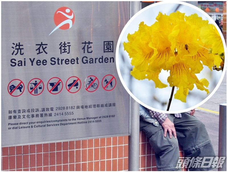康文署會安排在原址補種一棵黃花風鈴木(小圖,康文署圖片)。