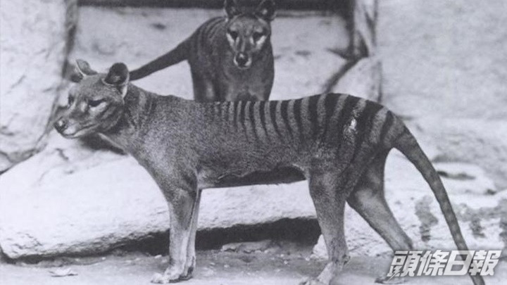 袋狼是澳洲特有物種,已於1930年代滅絕。網上圖片
