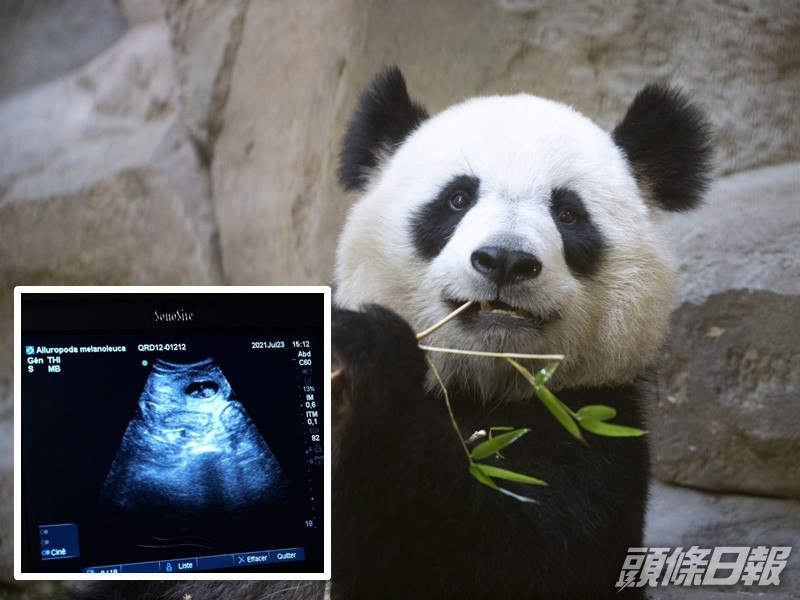 歡歡正懷有雙胞胎。新華社