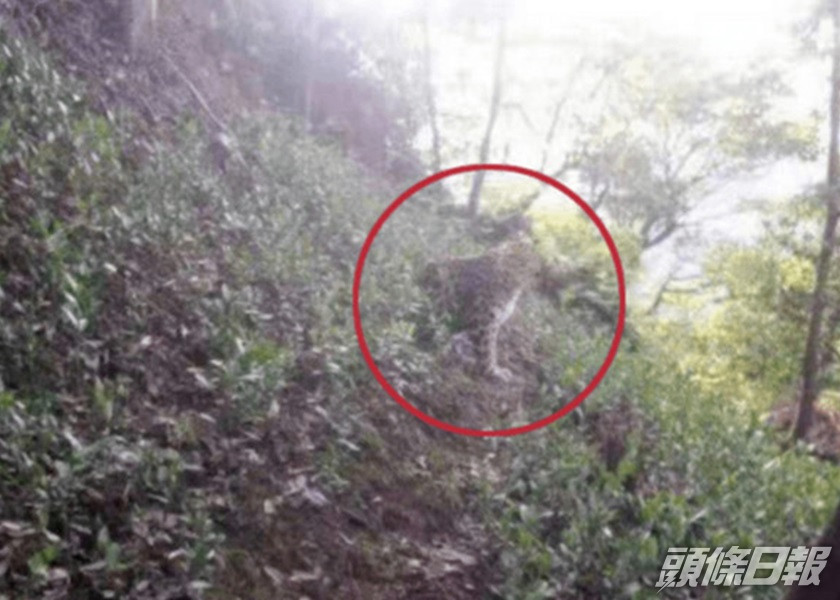 杭州野生動物世界疑有金錢豹逃出。影片截圖