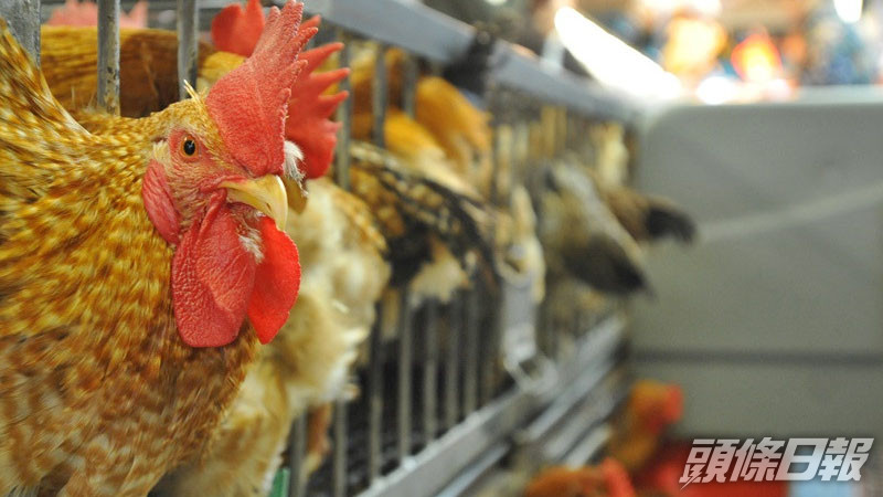 內地新增一宗人類感染甲型禽流感(H5N6)個案。 資料圖片