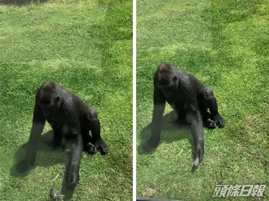 猩猩查看受傷小鳥狀況。影片截圖
