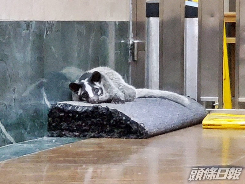 果子狸伏在一地氈上休息。