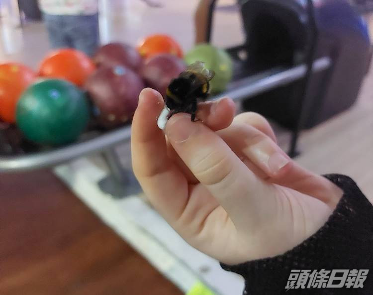 貝蒂陪主人去保齡球場。互聯網圖片