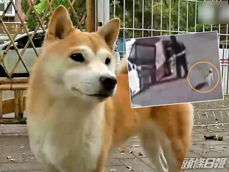 狗主在閉路電視片段中,見到愛犬被老翁帶走。影片截圖
