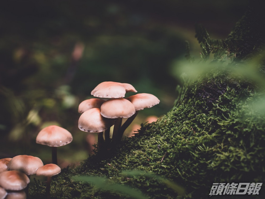 兩名女子進食最近購買的菇類後出現噁心、嘔吐和腹痛等徵狀。unsplash示意圖
