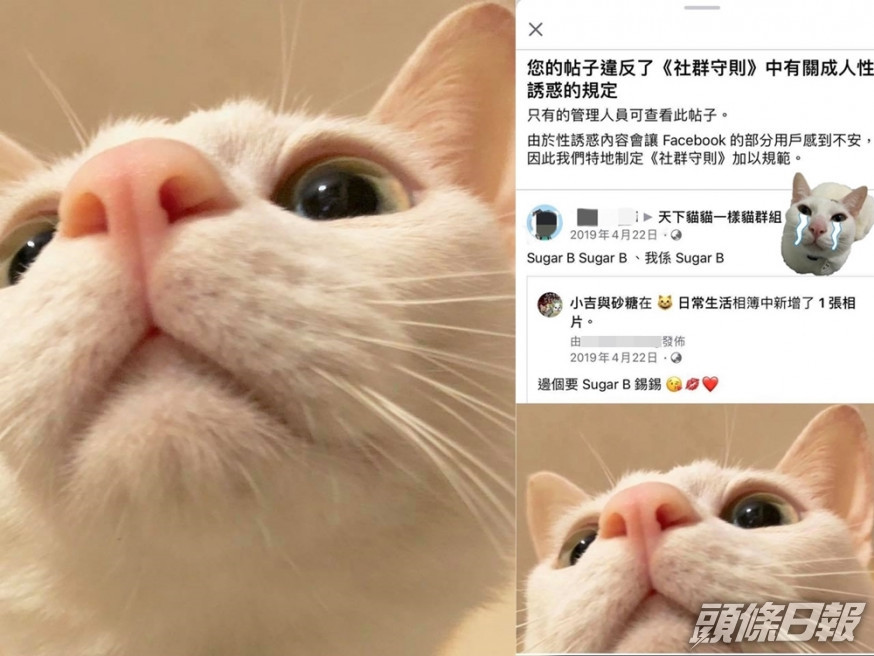 相片可見貓貓「Sugar B」疑似在鏡頭上仰頭。「小吉與砂糖」Facebook 專頁相片