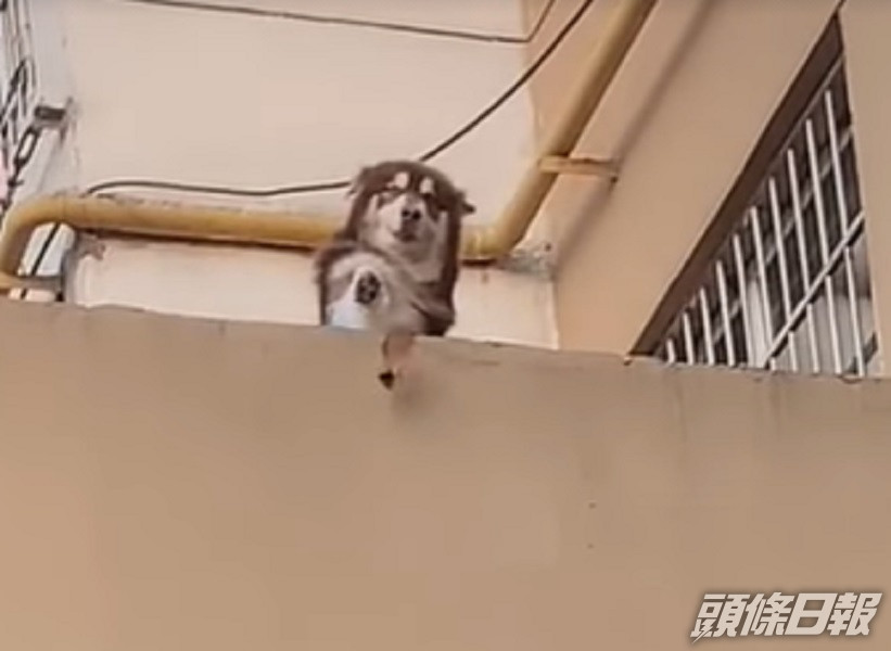 一隻狗天台探頭丟鑰匙落樓協助飼主。影片截圖