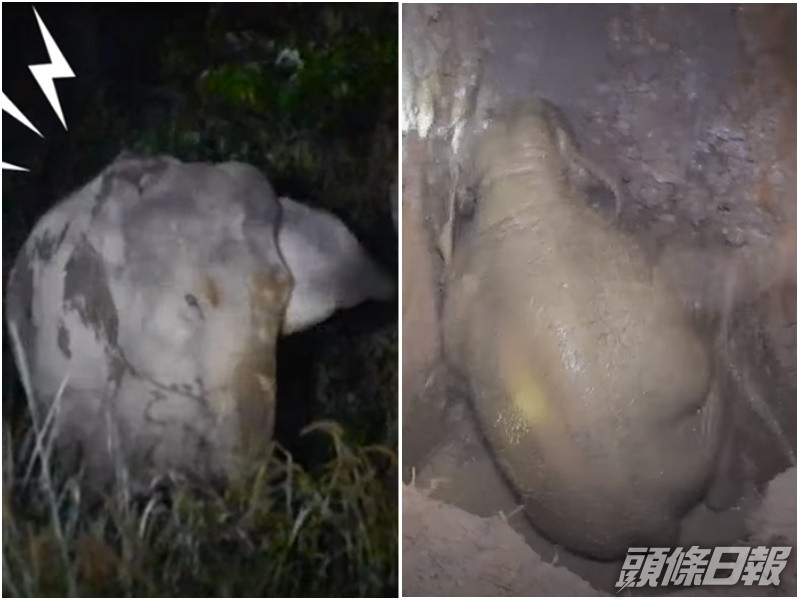 泰國母象不斷哀嚎求援 。網上截圖