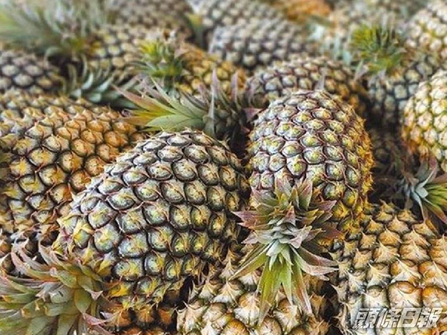 台灣出口至日本的鳳梨數量,首度站上萬噸大關。資料圖片