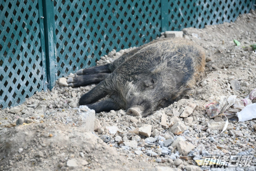 今早11時許，有5隻野豬在海洋公園附近睡覺，警方指沒有即時危險。