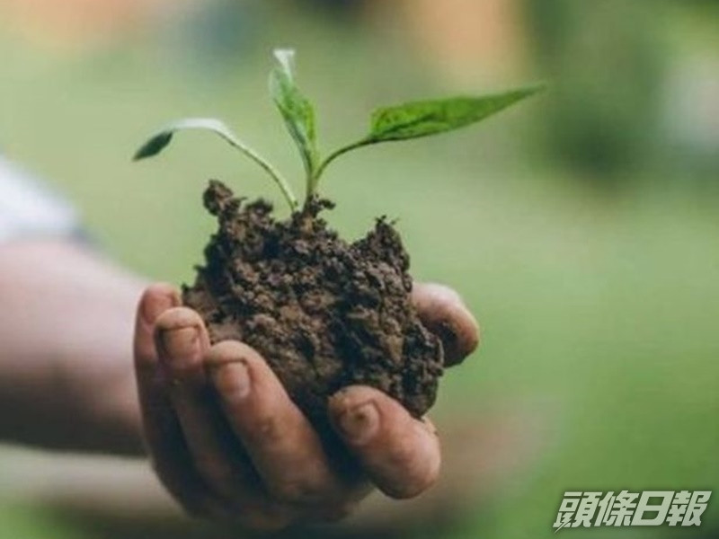英國計畫在未來3年將植樹率提高3倍。網圖