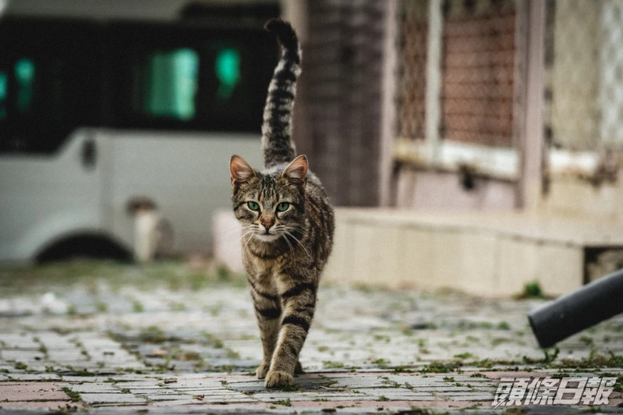 芝加哥有動物組織投放千隻野貓滅鼠。(unsplash圖片)