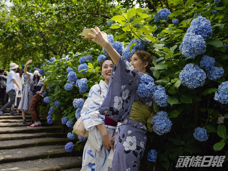 民眾穿上和服在繡球花前打卡。AP