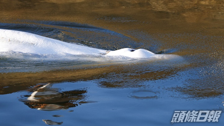 早前誤闖塞納河的白鯨健康惡化需接受安樂死。AP資料圖片