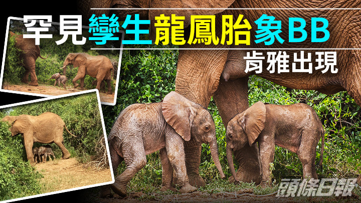 Save the Elephants Twitter相片
