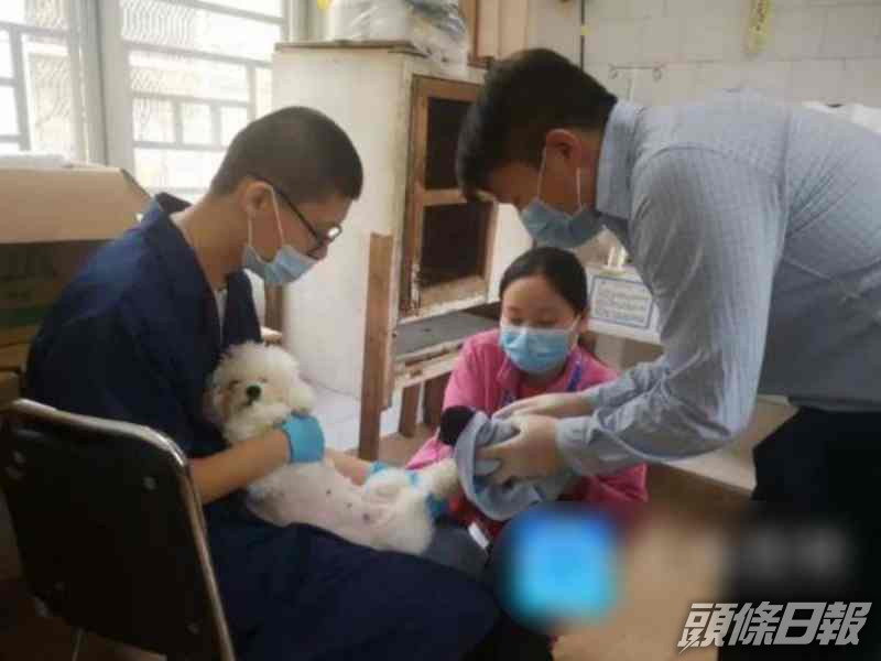 動物園成功徵得「狗奶媽」餵養黑豹姐妹。網圖