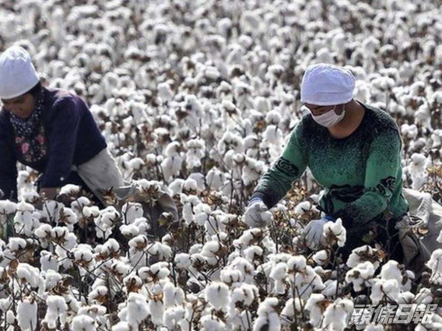 美國全面禁止進口新疆棉花和蕃茄產品。