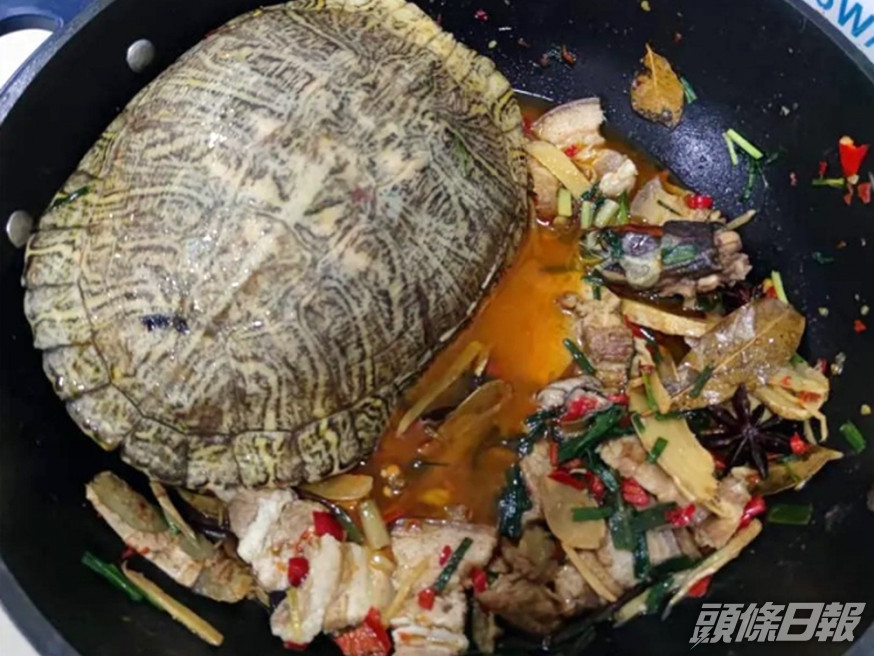 江蘇一名男子順手牽羊偷了裝有寵物龜的水桶,及後將龜紅燒食用。影片截圖