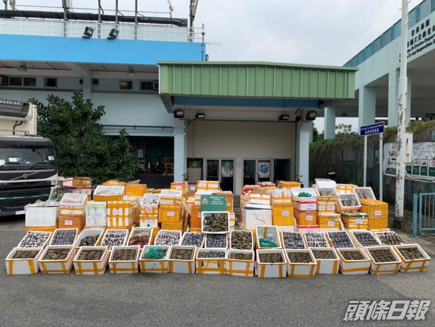 案中搜獲大閘蟹以數量及重量計算,是有記錄以來最大宗案件。新聞處圖片