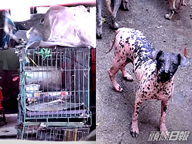 狗場環境惡劣。《東張西望》截圖