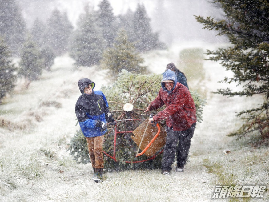 受極端天氣影響，今年聖誕樹價格料上升。美聯社圖片
