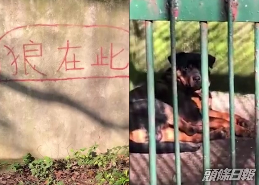 內地有民眾稱到動物園遊玩時,發現狼舍裏只有一頭狗。網上影片截圖