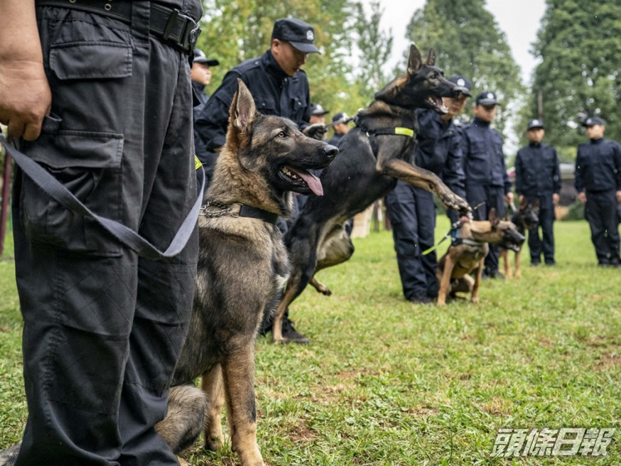 警犬技術學院近日發布公告指將競價出售54隻考核淘汰的受訓犬。 資料圖片