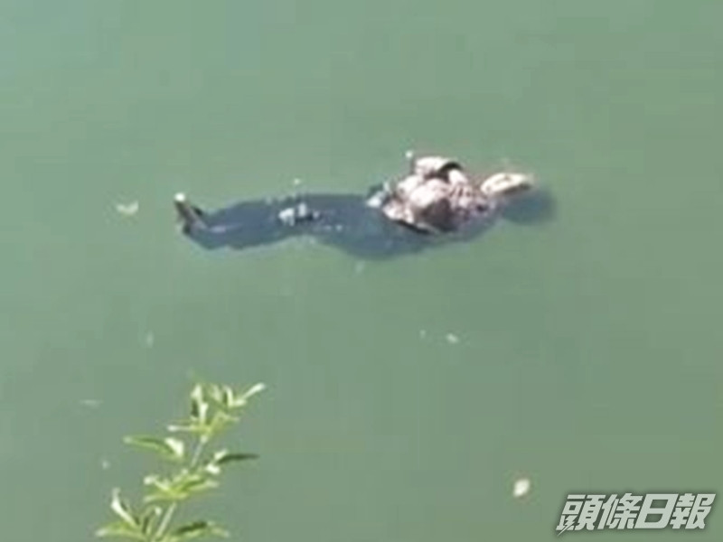 87歲的謝婆婆早前不慎跌入河中,上演一場精彩的「佛系自救」。網圖