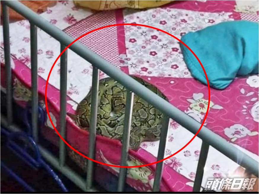 女童完全不知道有條大蟒蛇睡在旁邊。網圖