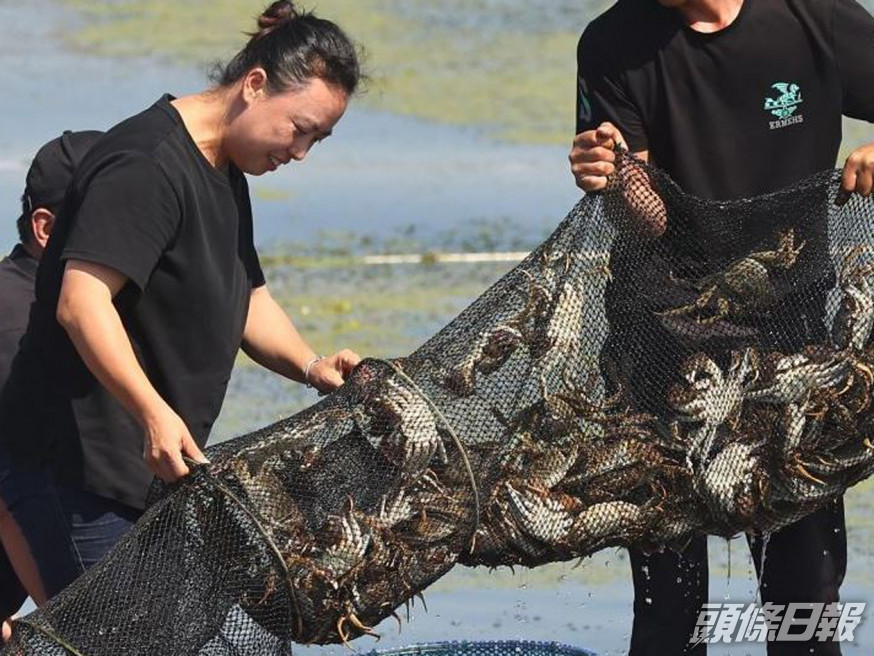 今日是陽澄湖大閘蟹開捕節。互聯網圖片