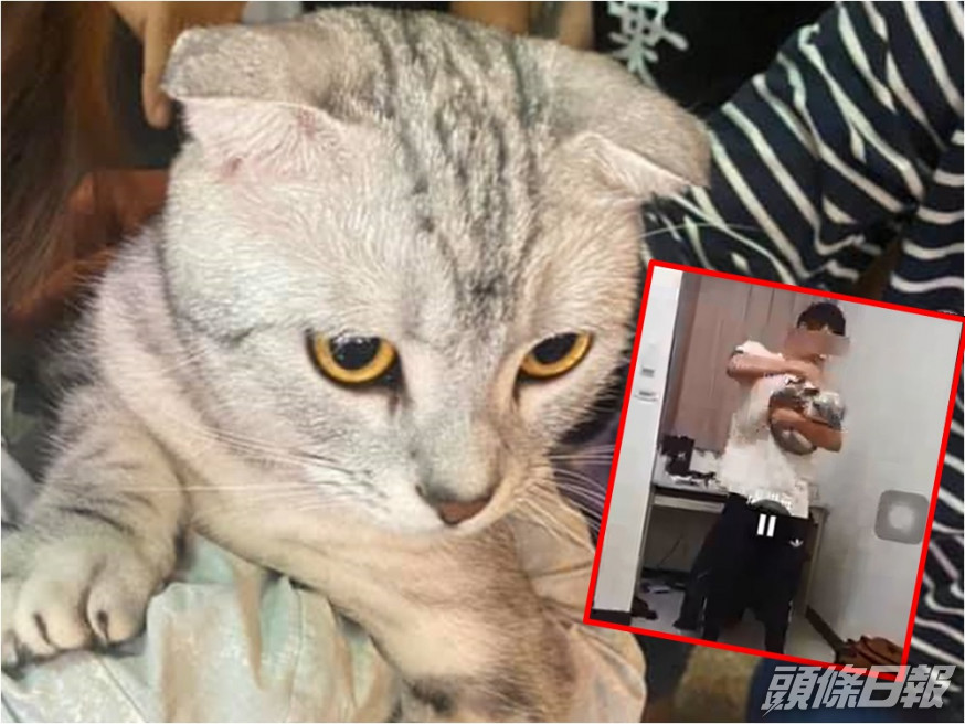 台中一名男大學生虐貓還拍片上網。FB群組「貓咪也瘋狂俱樂部」圖片