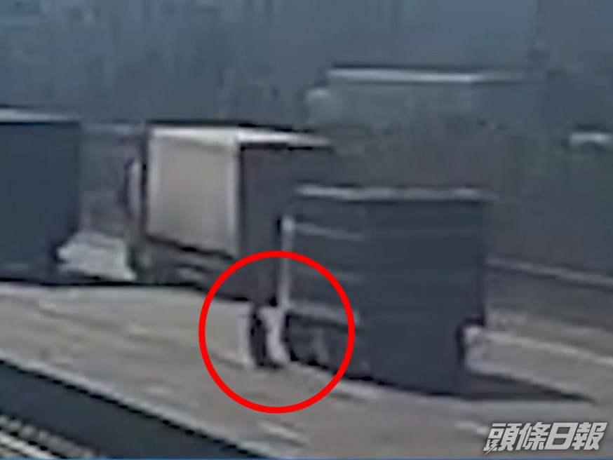 肥豬從貨車上掉落。影片截圖