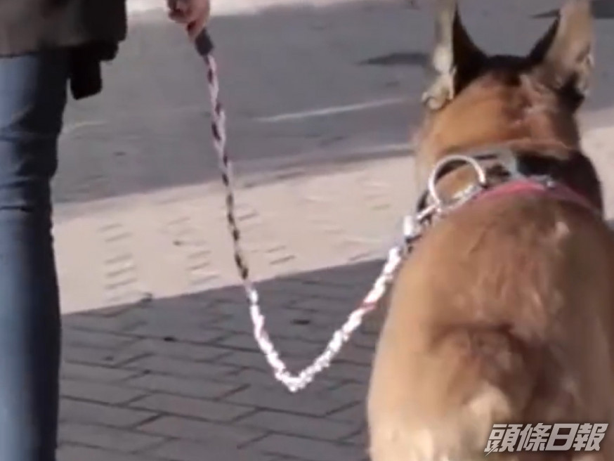 雲南昭通昭陽縣的狗主放狗要特別小心，否則愛犬有機會被視作流浪狗遭沒收。（網上圖片）