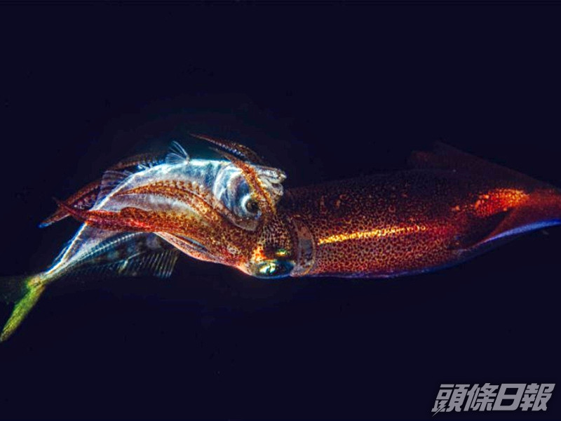 數碼攝影比賽微距項目的冠軍作品「魷魚星人襲地球」,由劉邦榮在火石洲拍攝。