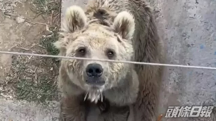山東德州動植物園一隻棕熊被指太瘦弱，疑健康出問題，引發討論。網上影片截圖