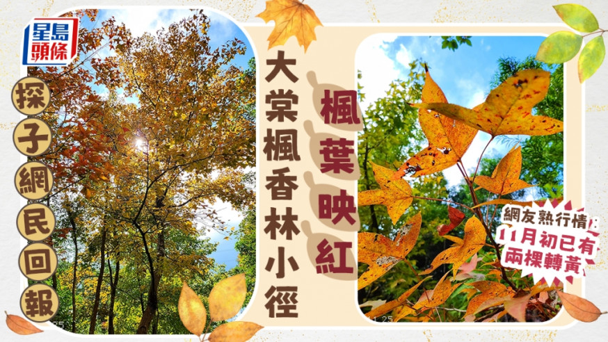 楓香林雖未至楓林盡染,亦已霜葉如花。網民Ada Hung圖片