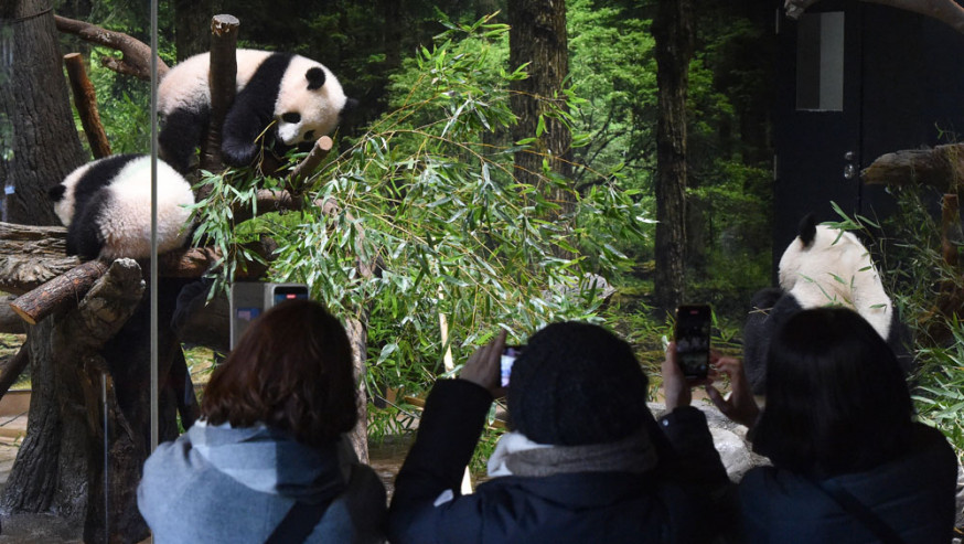 日本上野動物園雙胞胎熊貓與遊客見面，每人僅得1分鐘參觀時間。AP圖片